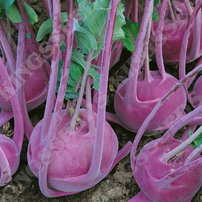 Picture of Kohl Rabi Delicacy Purple